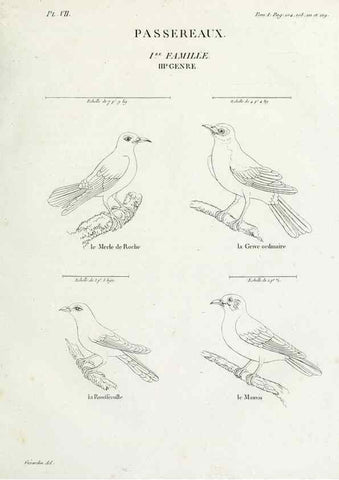 Reproducción/Reproduction 41542867362: Tableau élémentaire d'ornithologie, ou, Histoire naturelle des oiseaux que l'on rencontre communément en France :. Paris :Tournelsen,1806-1822.. 