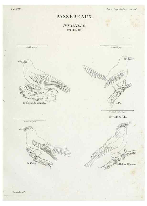 Reproducción/Reproduction 40691352795: Tableau élémentaire d'ornithologie, ou, Histoire naturelle des oiseaux que l'on rencontre communément en France :. Paris :Tournelsen,1806-1822.. 