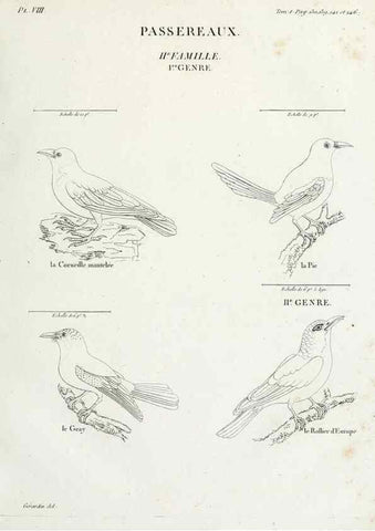 Reproducción/Reproduction 40691352795: Tableau élémentaire d'ornithologie, ou, Histoire naturelle des oiseaux que l'on rencontre communément en France :. Paris :Tournelsen,1806-1822.. 