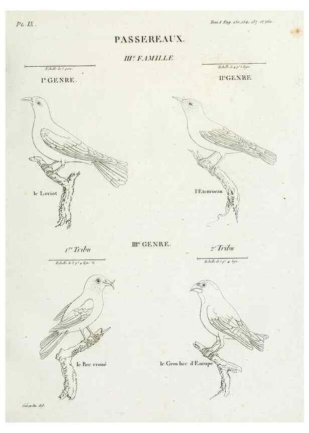 Reproducción/Reproduction 40872719714: Tableau élémentaire d'ornithologie, ou, Histoire naturelle des oiseaux que l'on rencontre communément en France :. Paris :Tournelsen,1806-1822.. 