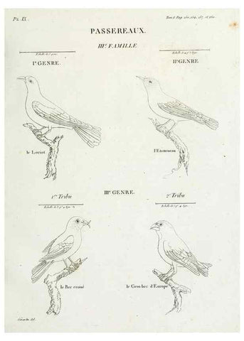 Reproducción/Reproduction 40872719714: Tableau élémentaire d'ornithologie, ou, Histoire naturelle des oiseaux que l'on rencontre communément en France :. Paris :Tournelsen,1806-1822.. 