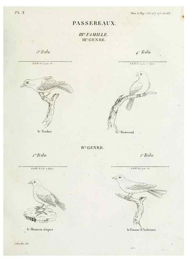 Reproducción/Reproduction 27713964688: Tableau élémentaire d'ornithologie, ou, Histoire naturelle des oiseaux que l'on rencontre communément en France :. Paris :Tournelsen,1806-1822.. 