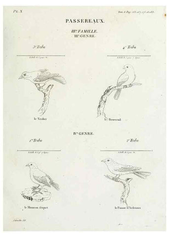 Reproducción/Reproduction 27713964688: Tableau élémentaire d'ornithologie, ou, Histoire naturelle des oiseaux que l'on rencontre communément en France :. Paris :Tournelsen,1806-1822.. 