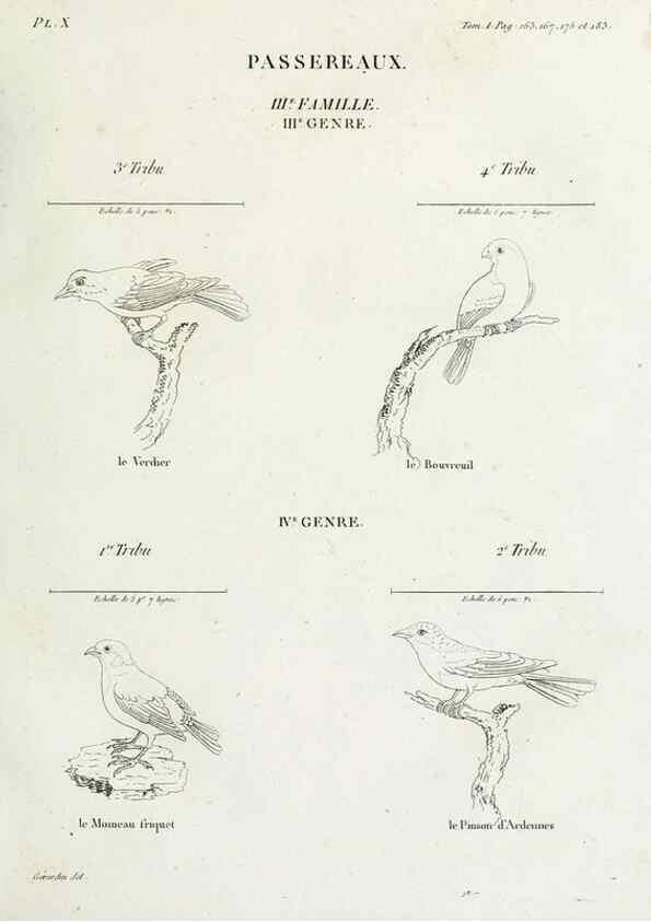 Reproducción/Reproduction 27713964688: Tableau élémentaire d'ornithologie, ou, Histoire naturelle des oiseaux que l'on rencontre communément en France :. Paris :Tournelsen,1806-1822.. 