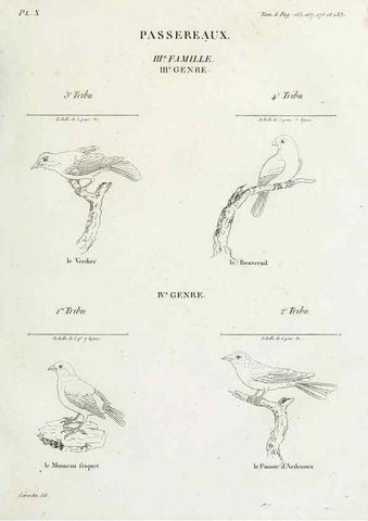 Reproducción/Reproduction 27713964688: Tableau élémentaire d'ornithologie, ou, Histoire naturelle des oiseaux que l'on rencontre communément en France :. Paris :Tournelsen,1806-1822.. 
