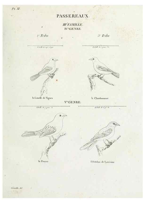Reproducción/Reproduction 41542875842: Tableau élémentaire d'ornithologie, ou, Histoire naturelle des oiseaux que l'on rencontre communément en France :. Paris :Tournelsen,1806-1822.. 
