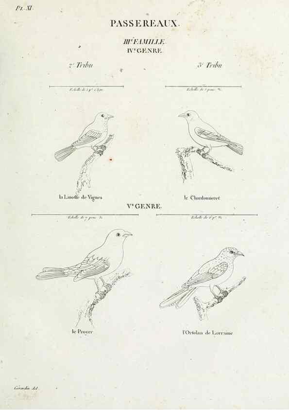 Reproducción/Reproduction 41542875842: Tableau élémentaire d'ornithologie, ou, Histoire naturelle des oiseaux que l'on rencontre communément en France :. Paris :Tournelsen,1806-1822.. 