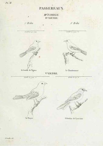 Reproducción/Reproduction 41542875842: Tableau élémentaire d'ornithologie, ou, Histoire naturelle des oiseaux que l'on rencontre communément en France :. Paris :Tournelsen,1806-1822.. 