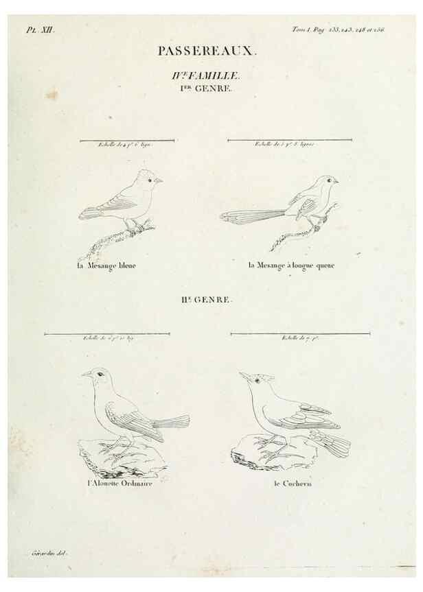 Reproducción/Reproduction 27713967998: Tableau élémentaire d'ornithologie, ou, Histoire naturelle des oiseaux que l'on rencontre communément en France :. Paris :Tournelsen,1806-1822.. 