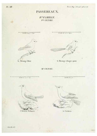 Reproducción/Reproduction 27713967998: Tableau élémentaire d'ornithologie, ou, Histoire naturelle des oiseaux que l'on rencontre communément en France :. Paris :Tournelsen,1806-1822.. 