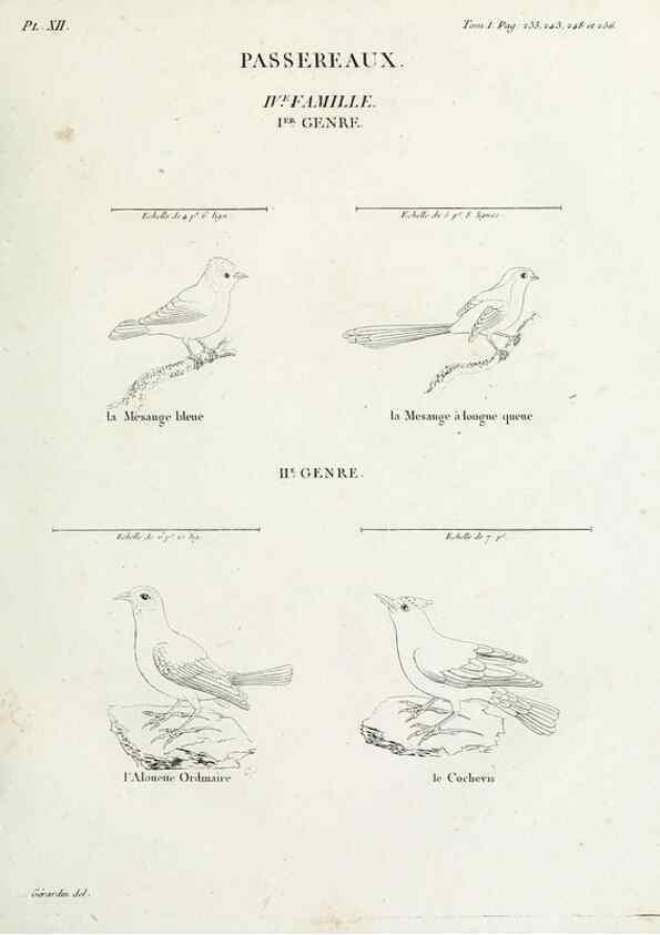 Reproducción/Reproduction 27713967998: Tableau élémentaire d'ornithologie, ou, Histoire naturelle des oiseaux que l'on rencontre communément en France :. Paris :Tournelsen,1806-1822.. 