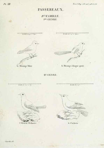 Reproducción/Reproduction 27713967998: Tableau élémentaire d'ornithologie, ou, Histoire naturelle des oiseaux que l'on rencontre communément en France :. Paris :Tournelsen,1806-1822.. 