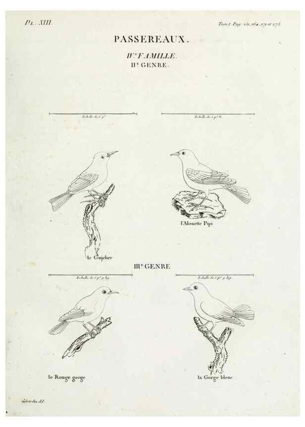 Reproducción/Reproduction 26715480727: Tableau élémentaire d'ornithologie, ou, Histoire naturelle des oiseaux que l'on rencontre communément en France :. Paris :Tournelsen,1806-1822.. 