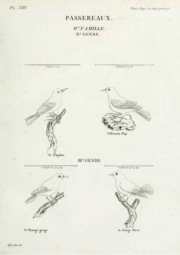 Reproducción/Reproduction 26715480727: Tableau élémentaire d'ornithologie, ou, Histoire naturelle des oiseaux que l'on rencontre communément en France :. Paris :Tournelsen,1806-1822.. 