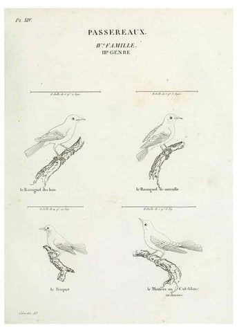 Reproducción/Reproduction 27713971798: Tableau élémentaire d'ornithologie, ou, Histoire naturelle des oiseaux que l'on rencontre communément en France :. Paris :Tournelsen,1806-1822.. 