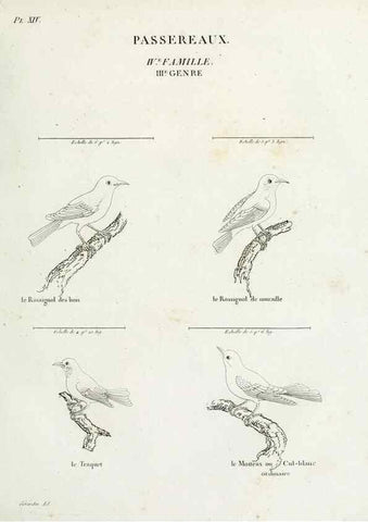Reproducción/Reproduction 27713971798: Tableau élémentaire d'ornithologie, ou, Histoire naturelle des oiseaux que l'on rencontre communément en France :. Paris :Tournelsen,1806-1822.. 