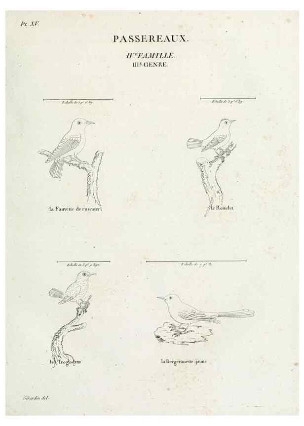 Reproducción/Reproduction 27713973928: Tableau élémentaire d'ornithologie, ou, Histoire naturelle des oiseaux que l'on rencontre communément en France :. Paris :Tournelsen,1806-1822.. 