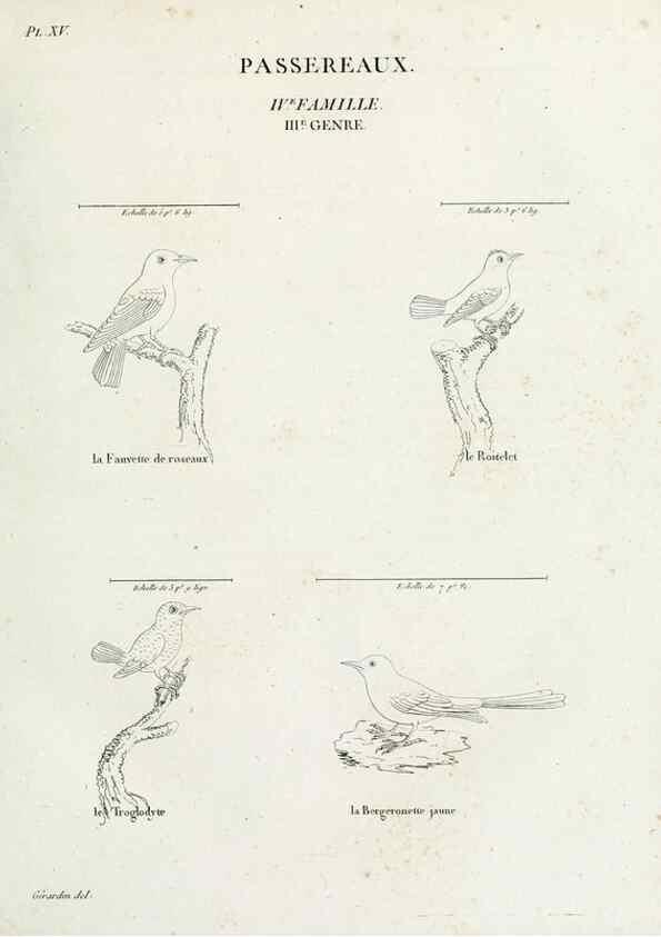 Reproducción/Reproduction 27713973928: Tableau élémentaire d'ornithologie, ou, Histoire naturelle des oiseaux que l'on rencontre communément en France :. Paris :Tournelsen,1806-1822.. 