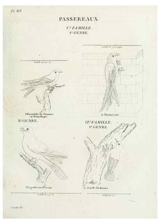 Reproducción/Reproduction 27713976338: Tableau élémentaire d'ornithologie, ou, Histoire naturelle des oiseaux que l'on rencontre communément en France :. Paris :Tournelsen,1806-1822.. 