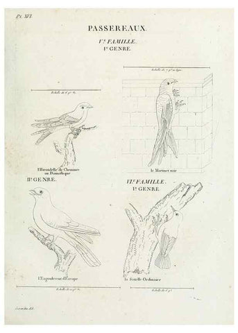 Reproducción/Reproduction 27713976338: Tableau élémentaire d'ornithologie, ou, Histoire naturelle des oiseaux que l'on rencontre communément en France :. Paris :Tournelsen,1806-1822.. 