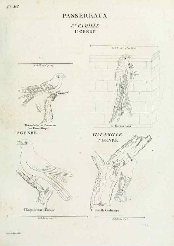 Reproducción/Reproduction 27713976338: Tableau élémentaire d'ornithologie, ou, Histoire naturelle des oiseaux que l'on rencontre communément en France :. Paris :Tournelsen,1806-1822.. 