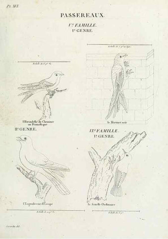 Reproducción/Reproduction 27713976338: Tableau élémentaire d'ornithologie, ou, Histoire naturelle des oiseaux que l'on rencontre communément en France :. Paris :Tournelsen,1806-1822.. 