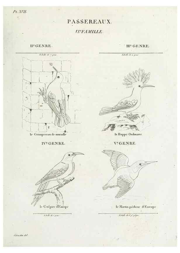 Reproducción/Reproduction 27713978548: Tableau élémentaire d'ornithologie, ou, Histoire naturelle des oiseaux que l'on rencontre communément en France :. Paris :Tournelsen,1806-1822.. 