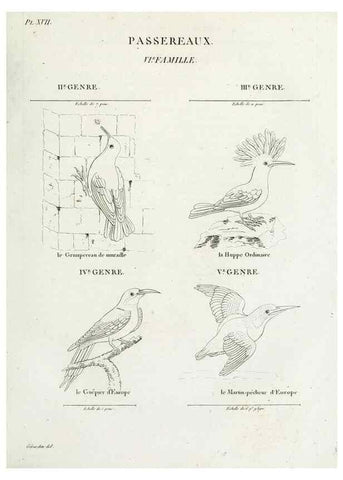 Reproducción/Reproduction 27713978548: Tableau élémentaire d'ornithologie, ou, Histoire naturelle des oiseaux que l'on rencontre communément en France :. Paris :Tournelsen,1806-1822.. 