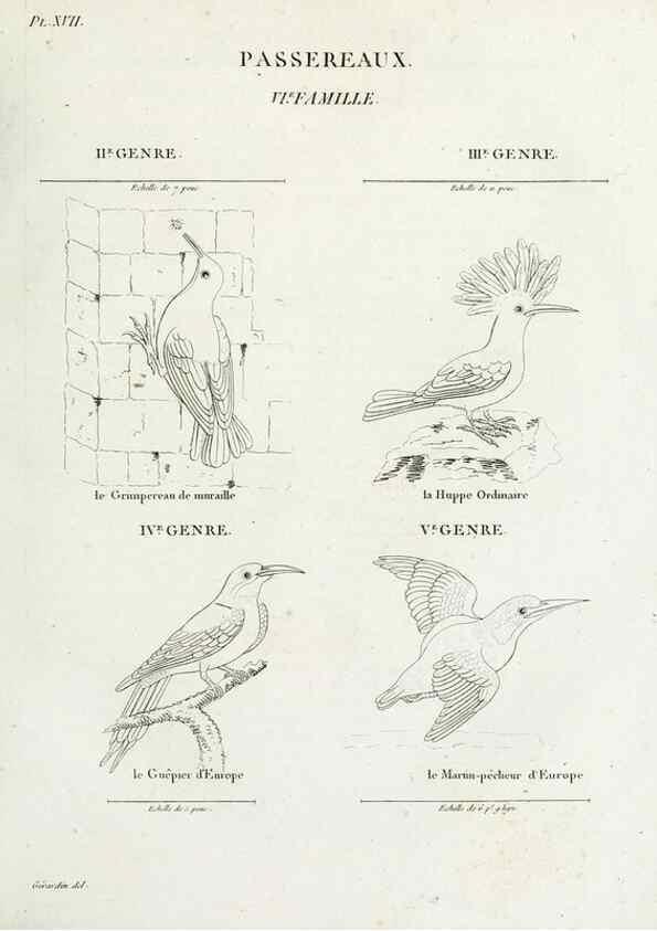 Reproducción/Reproduction 27713978548: Tableau élémentaire d'ornithologie, ou, Histoire naturelle des oiseaux que l'on rencontre communément en France :. Paris :Tournelsen,1806-1822.. 