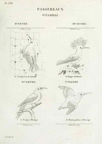 Reproducción/Reproduction 27713978548: Tableau élémentaire d'ornithologie, ou, Histoire naturelle des oiseaux que l'on rencontre communément en France :. Paris :Tournelsen,1806-1822.. 