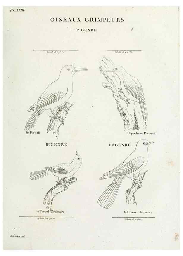 Reproducción/Reproduction 41583791831: Tableau élémentaire d'ornithologie, ou, Histoire naturelle des oiseaux que l'on rencontre communément en France :. Paris :Tournelsen,1806-1822.. 