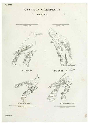 Reproducción/Reproduction 41583791831: Tableau élémentaire d'ornithologie, ou, Histoire naturelle des oiseaux que l'on rencontre communément en France :. Paris :Tournelsen,1806-1822.. 