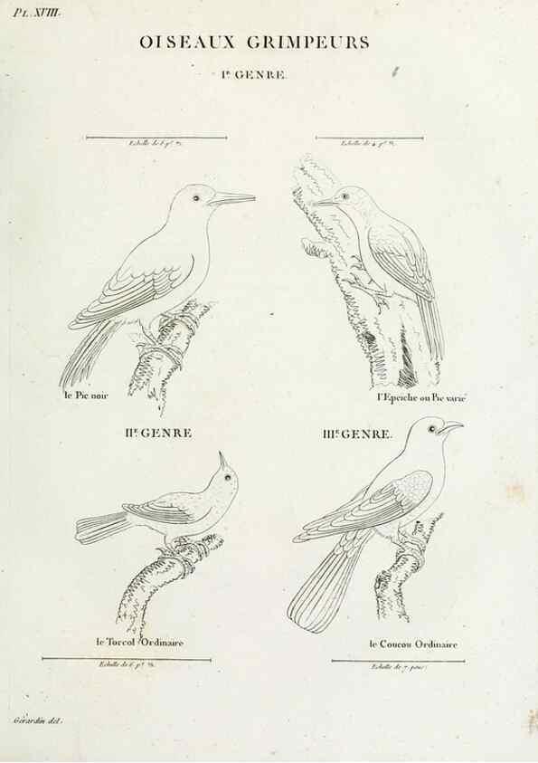 Reproducción/Reproduction 41583791831: Tableau élémentaire d'ornithologie, ou, Histoire naturelle des oiseaux que l'on rencontre communément en France :. Paris :Tournelsen,1806-1822.. 