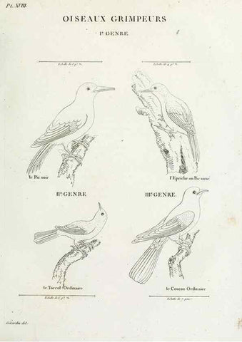 Reproducción/Reproduction 41583791831: Tableau élémentaire d'ornithologie, ou, Histoire naturelle des oiseaux que l'on rencontre communément en France :. Paris :Tournelsen,1806-1822.. 