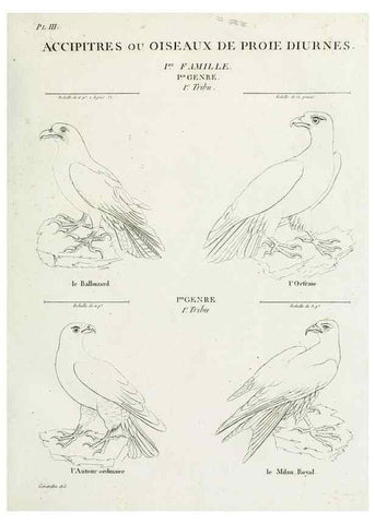 Reproducción/Reproduction 40691341245: Tableau élémentaire d'ornithologie, ou, Histoire naturelle des oiseaux que l'on rencontre communément en France :. Paris :Tournelsen,1806-1822.. 