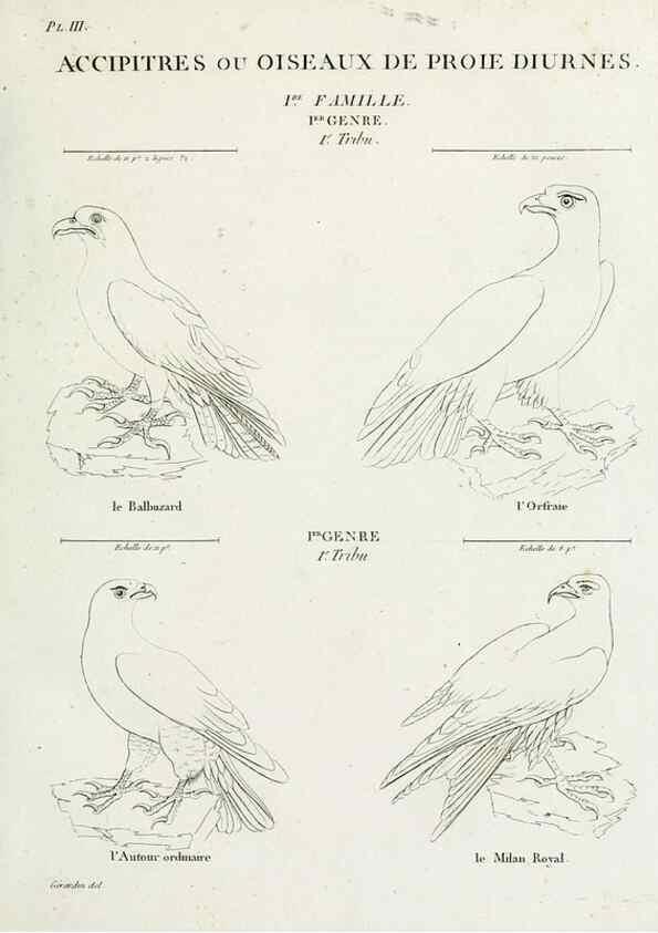 Reproducción/Reproduction 40691341245: Tableau élémentaire d'ornithologie, ou, Histoire naturelle des oiseaux que l'on rencontre communément en France :. Paris :Tournelsen,1806-1822.. 