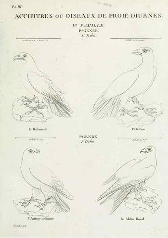 Reproducción/Reproduction 40691341245: Tableau élémentaire d'ornithologie, ou, Histoire naturelle des oiseaux que l'on rencontre communément en France :. Paris :Tournelsen,1806-1822.. 