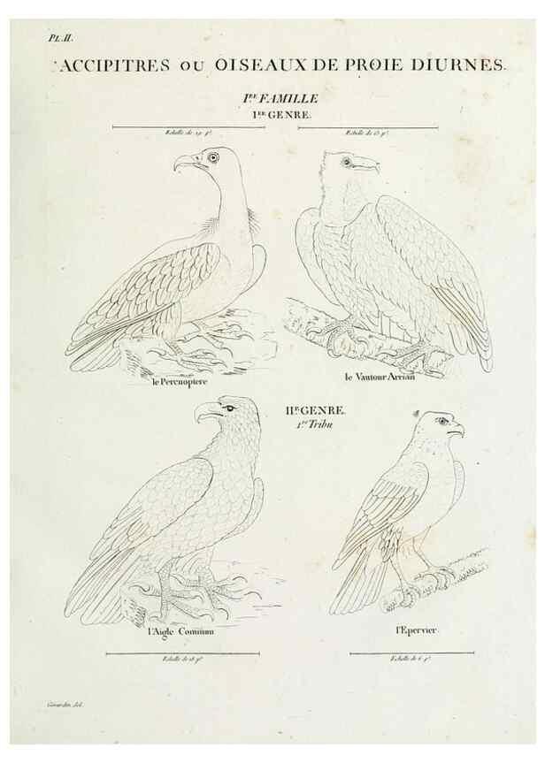 Reproducción/Reproduction 40691339195: Tableau élémentaire d'ornithologie, ou, Histoire naturelle des oiseaux que l'on rencontre communément en France :. Paris :Tournelsen,1806-1822.. 