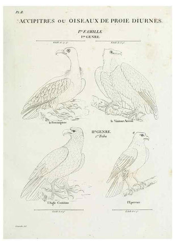 Reproducción/Reproduction 40691339195: Tableau élémentaire d'ornithologie, ou, Histoire naturelle des oiseaux que l'on rencontre communément en France :. Paris :Tournelsen,1806-1822.. 