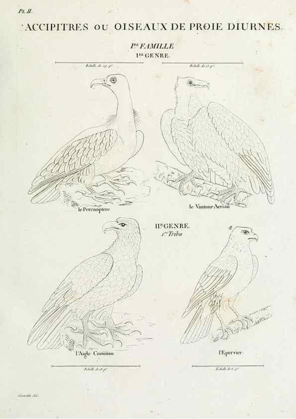 Reproducción/Reproduction 40691339195: Tableau élémentaire d'ornithologie, ou, Histoire naturelle des oiseaux que l'on rencontre communément en France :. Paris :Tournelsen,1806-1822.. 