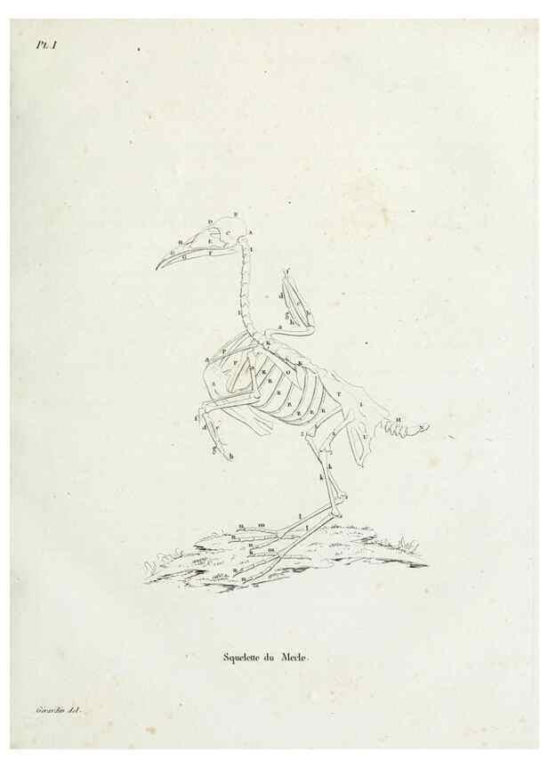 Reproducción/Reproduction 41583761381: Tableau élémentaire d'ornithologie, ou, Histoire naturelle des oiseaux que l'on rencontre communément en France :. Paris :Tournelsen,1806-1822.. 