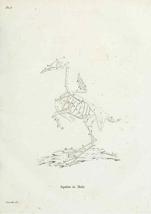 Reproducción/Reproduction 41583761381: Tableau élémentaire d'ornithologie, ou, Histoire naturelle des oiseaux que l'on rencontre communément en France :. Paris :Tournelsen,1806-1822.. 