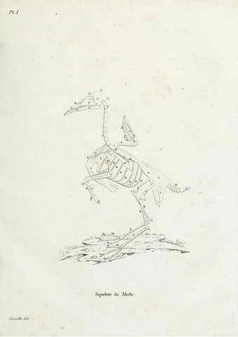 Reproducción/Reproduction 41583761381: Tableau élémentaire d'ornithologie, ou, Histoire naturelle des oiseaux que l'on rencontre communément en France :. Paris :Tournelsen,1806-1822.. 