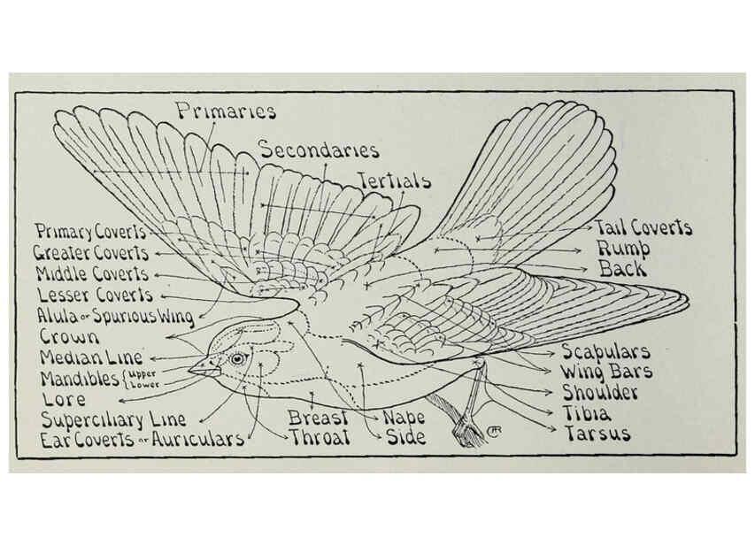 Reproducción/Reproduction 26714372767: Bird guide, part 2 :. Worcester, Mass. :Chas. K. Reed,1912.. 