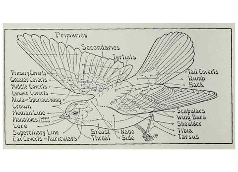 Reproducción/Reproduction 26714372767: Bird guide, part 2 :. Worcester, Mass. :Chas. K. Reed,1912.. 
