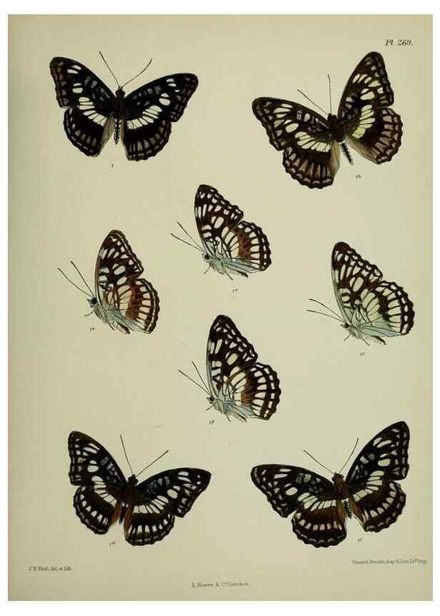 Reproducción/Reproduction 27248128188: Lepidoptera indica.. London,1890-1913.. 