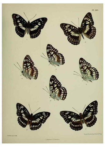 Reproducción/Reproduction 27248128188: Lepidoptera indica.. London,1890-1913.. 