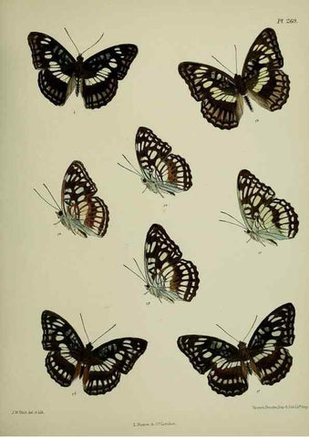 Reproducción/Reproduction 27248128188: Lepidoptera indica.. London,1890-1913.. 