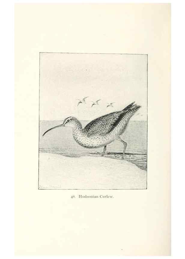 Reproducción/Reproduction 40637046994: North American shore birds;. New York :F.P. Harper,1895.. 