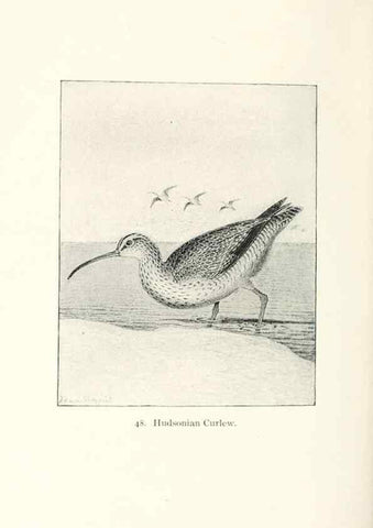 Reproducción/Reproduction 40637046994: North American shore birds;. New York :F.P. Harper,1895.. 
